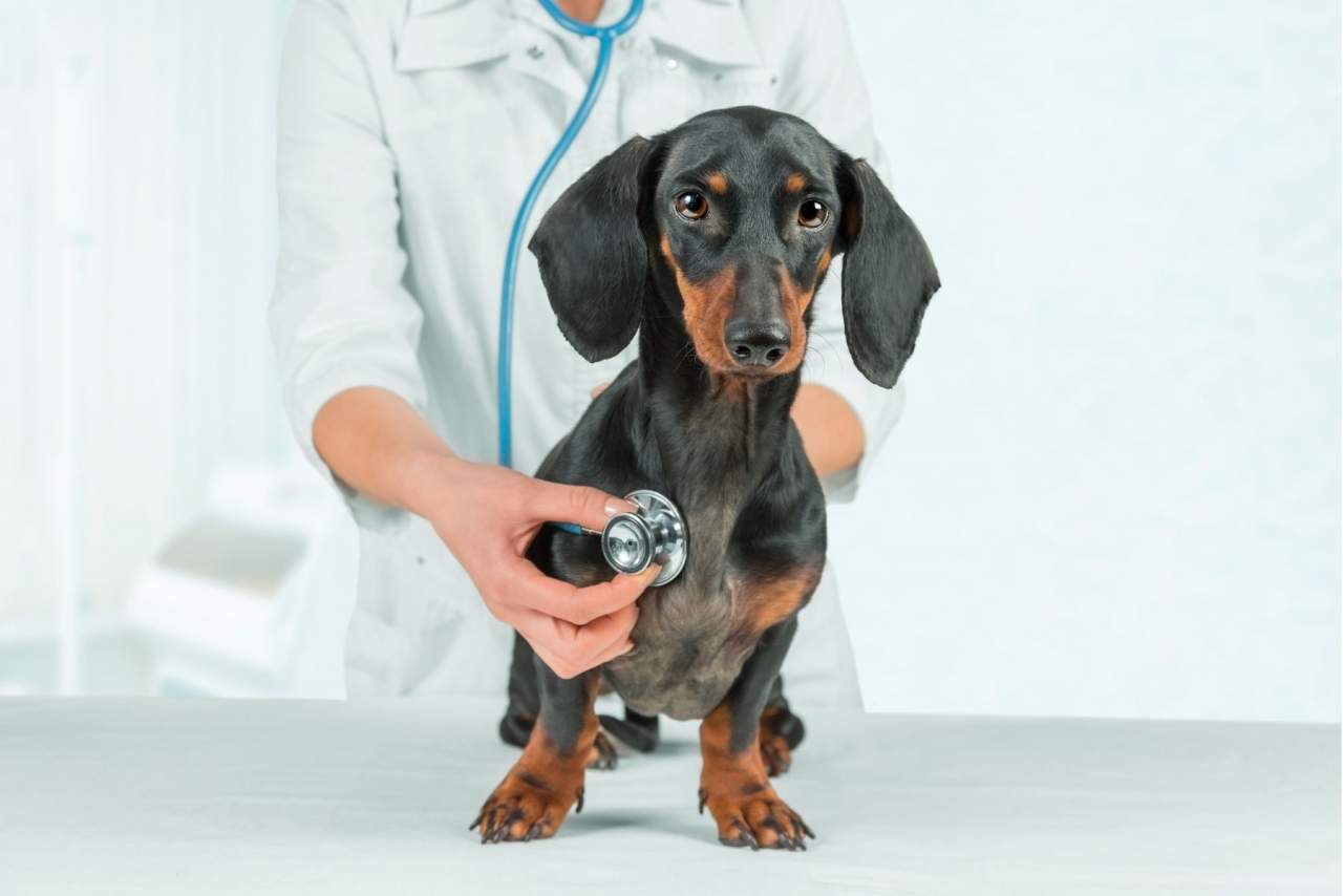 El Estrecho: Veterinario en Algeciras de urgencia