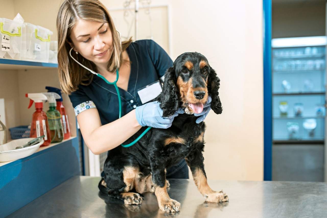 Características del software veterinario PetClinic