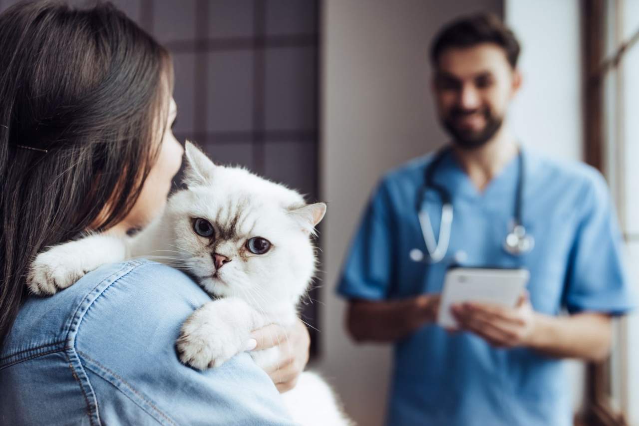 ¿Cómo ayuda el Software veterinario en el día a día de las clínicas? Mejor opción Petclinic