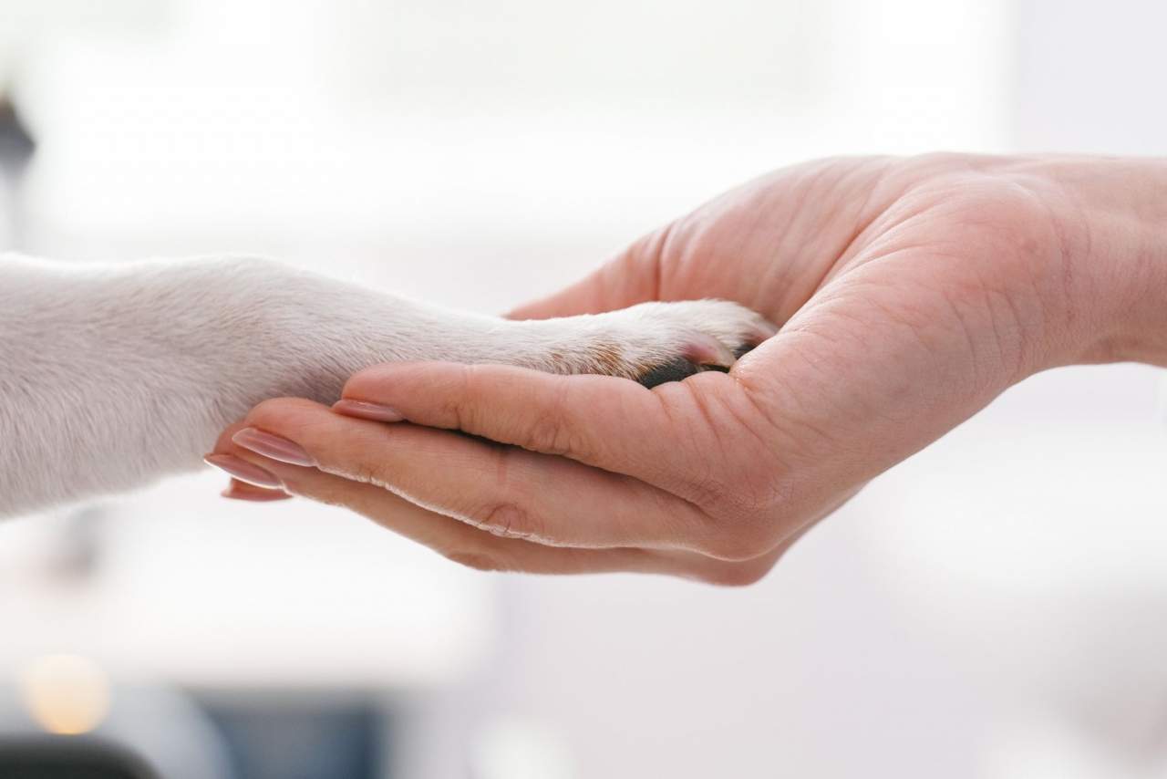 Cursar un FP veterinaria Madrid en IEEF