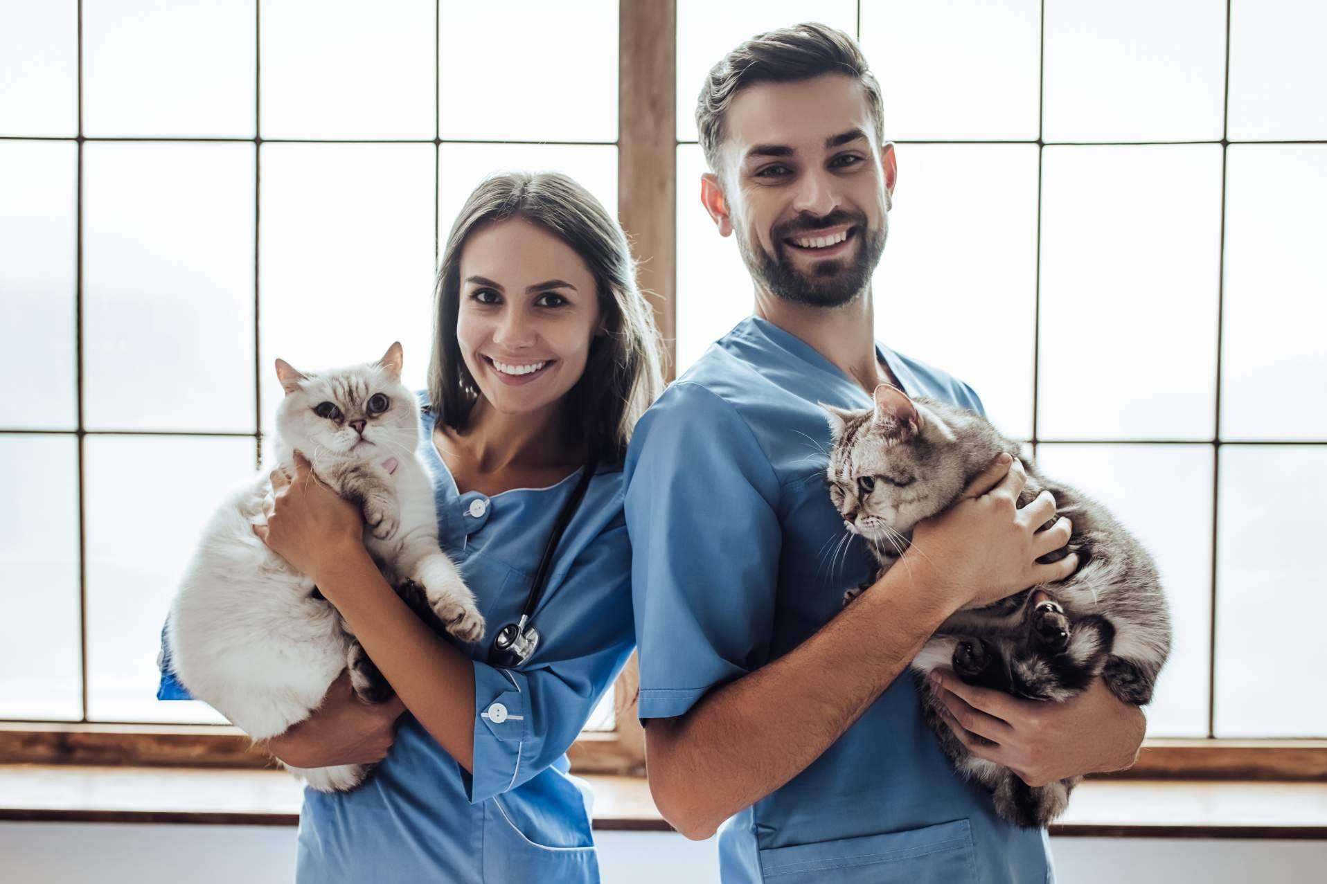 Tecni Estudio ofrece un Curso Auxiliar Técnico de Veterinaria muy completo