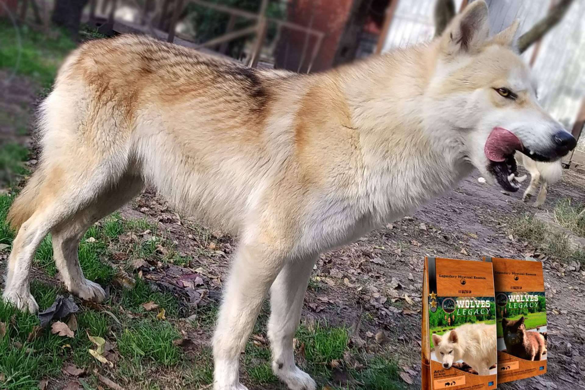 Wolves Legacy: los lobos y perros lobos CRW