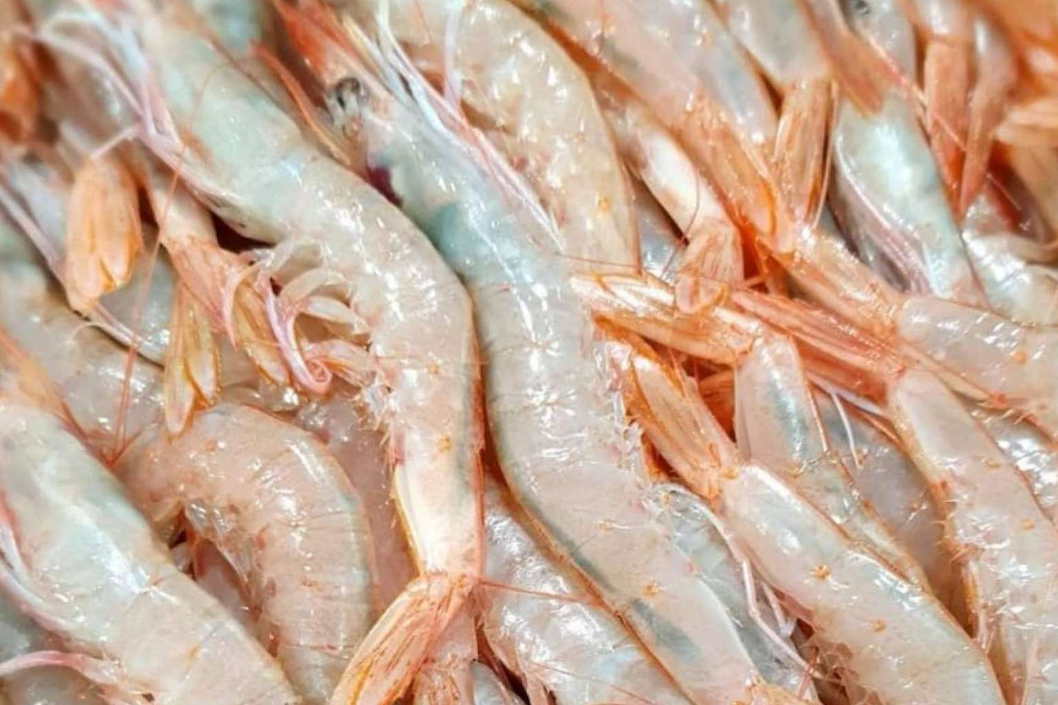 Pescado y marisco fresco y de calidad en comprarpescadoonline.es