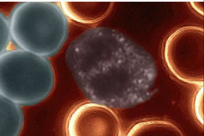 Cellumed Clinic expone qué es la nutrición ortomolecular y el análisis celular