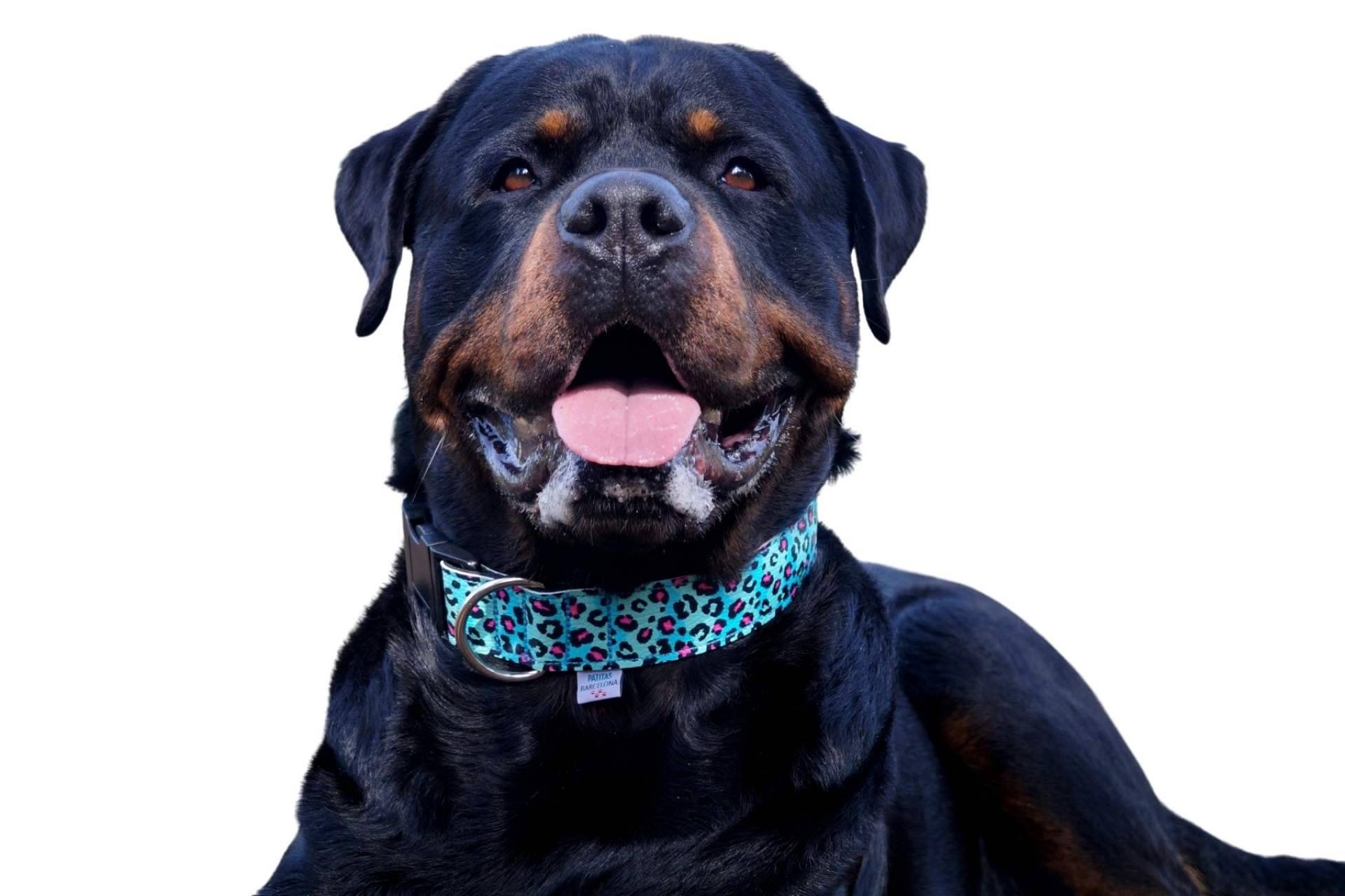 ¿Dónde encontrar collares de piel sintética para perros?: Patitas Barcelona