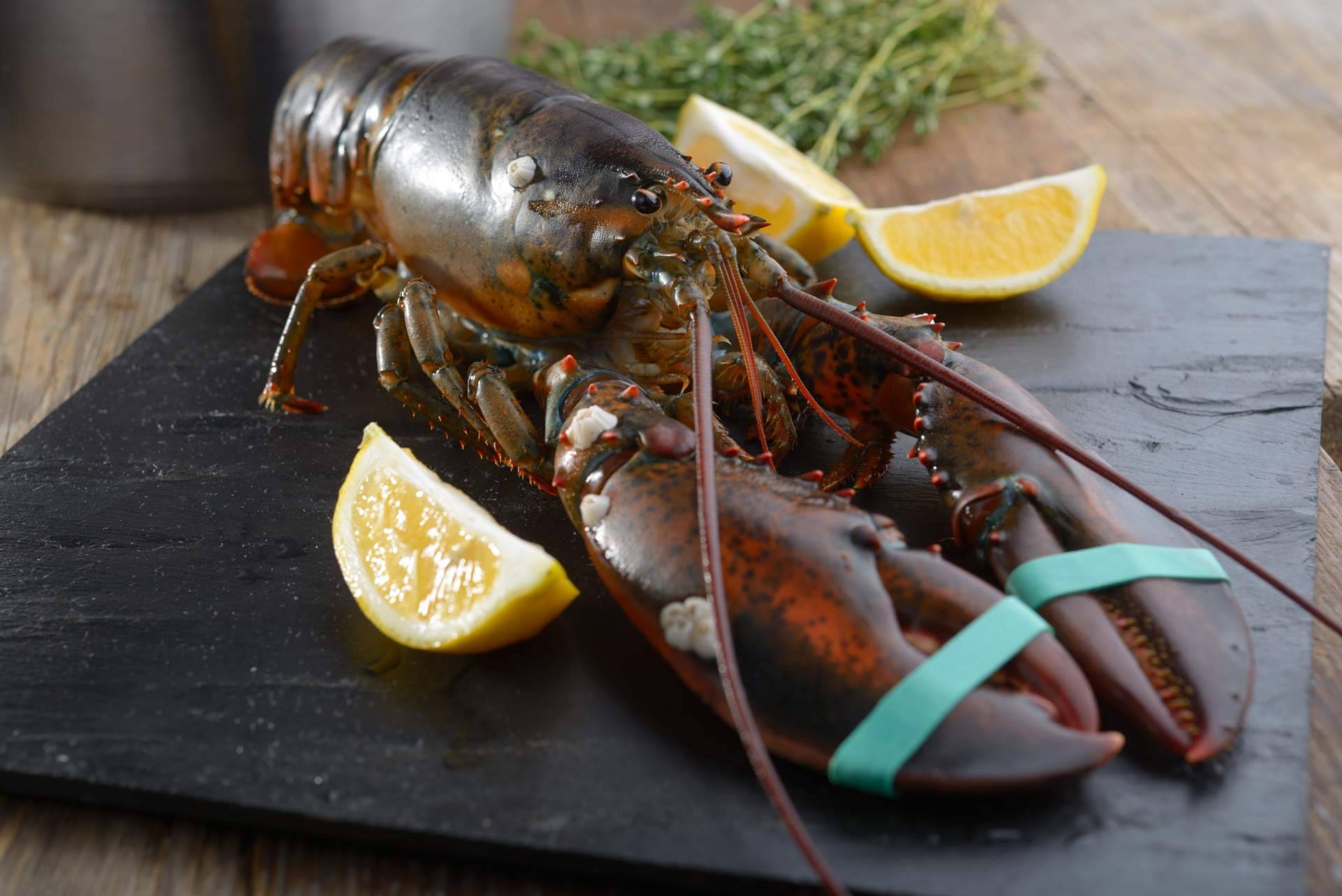 Comprar un buen bogavante ya es posible en Marisco Galego