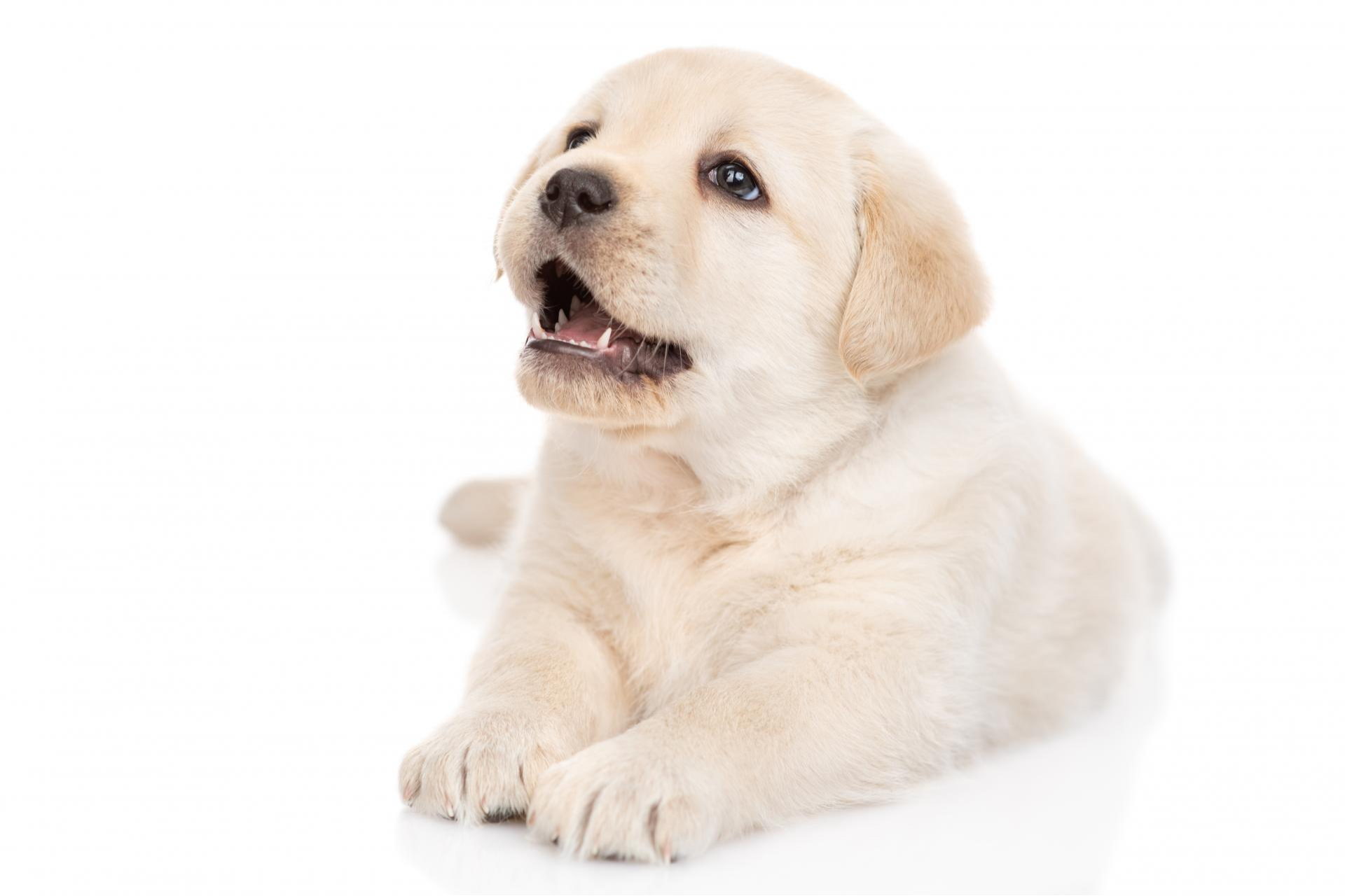 Tienda Cachorro asegura el bienestar de los cachorros en Madrid