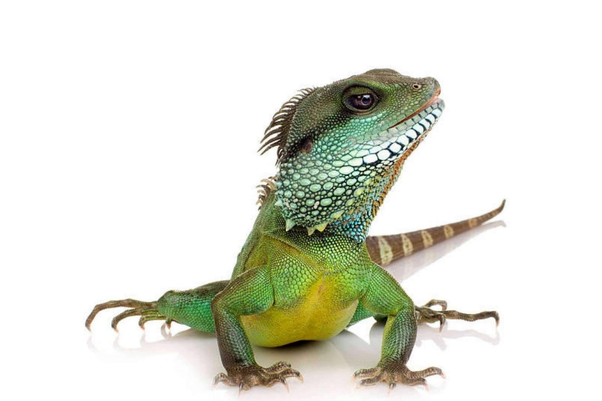Animalzone expone los factores a tener en cuenta a la hora de tener reptiles como mascota