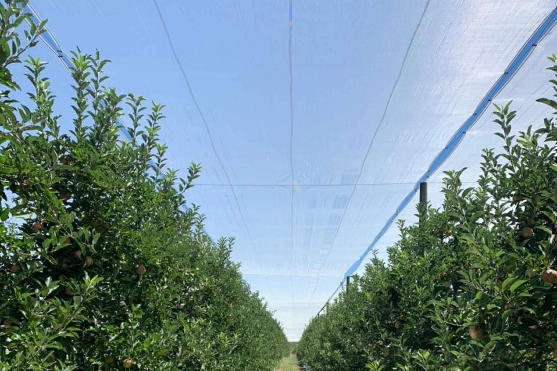 ¿Qué es AGRICOLOR?, la tecnología de AGRALIA para proteger los cultivos de los golpes de sol