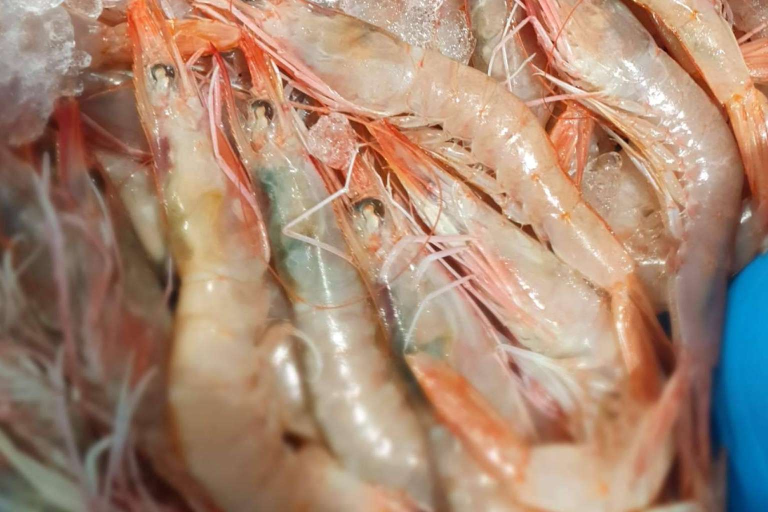 Organizar y adelantar las compras de mariscos y pescados para la Navidad es posible gracias a comprarpescadoonline.es