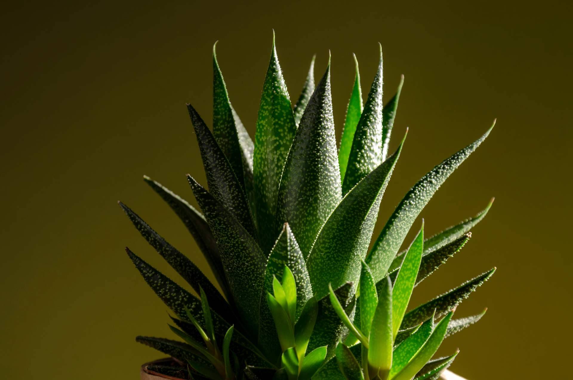 Cómo decorar con los distintos tipos de cactus