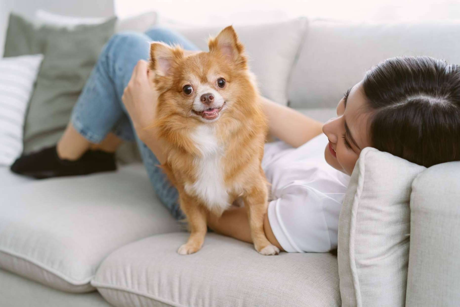 Algunas de las características sobre los chihuahuas, por Cachorros del Valle