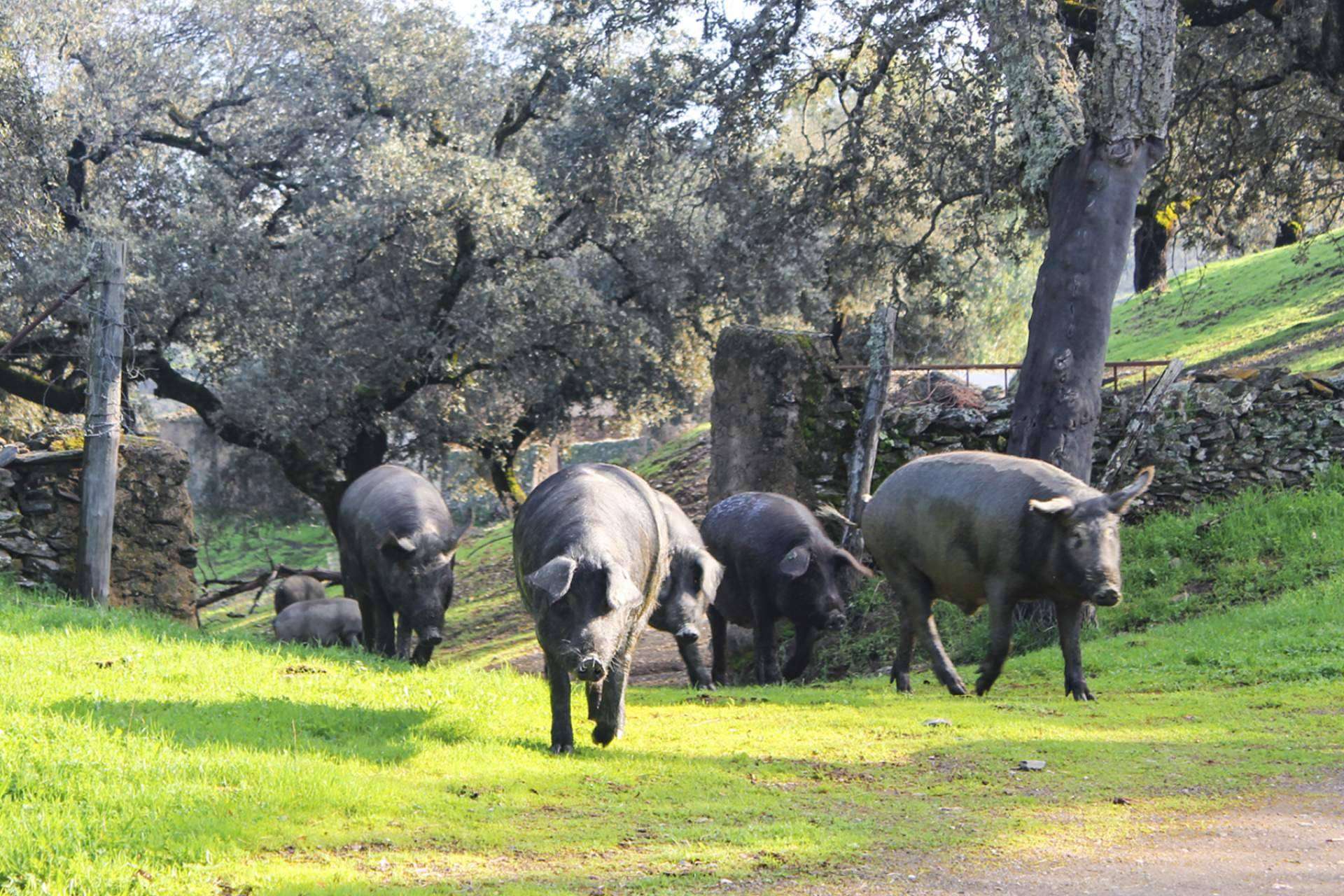 Segundín es una empresa galardonada por la alta calidad de su jamón ibérico