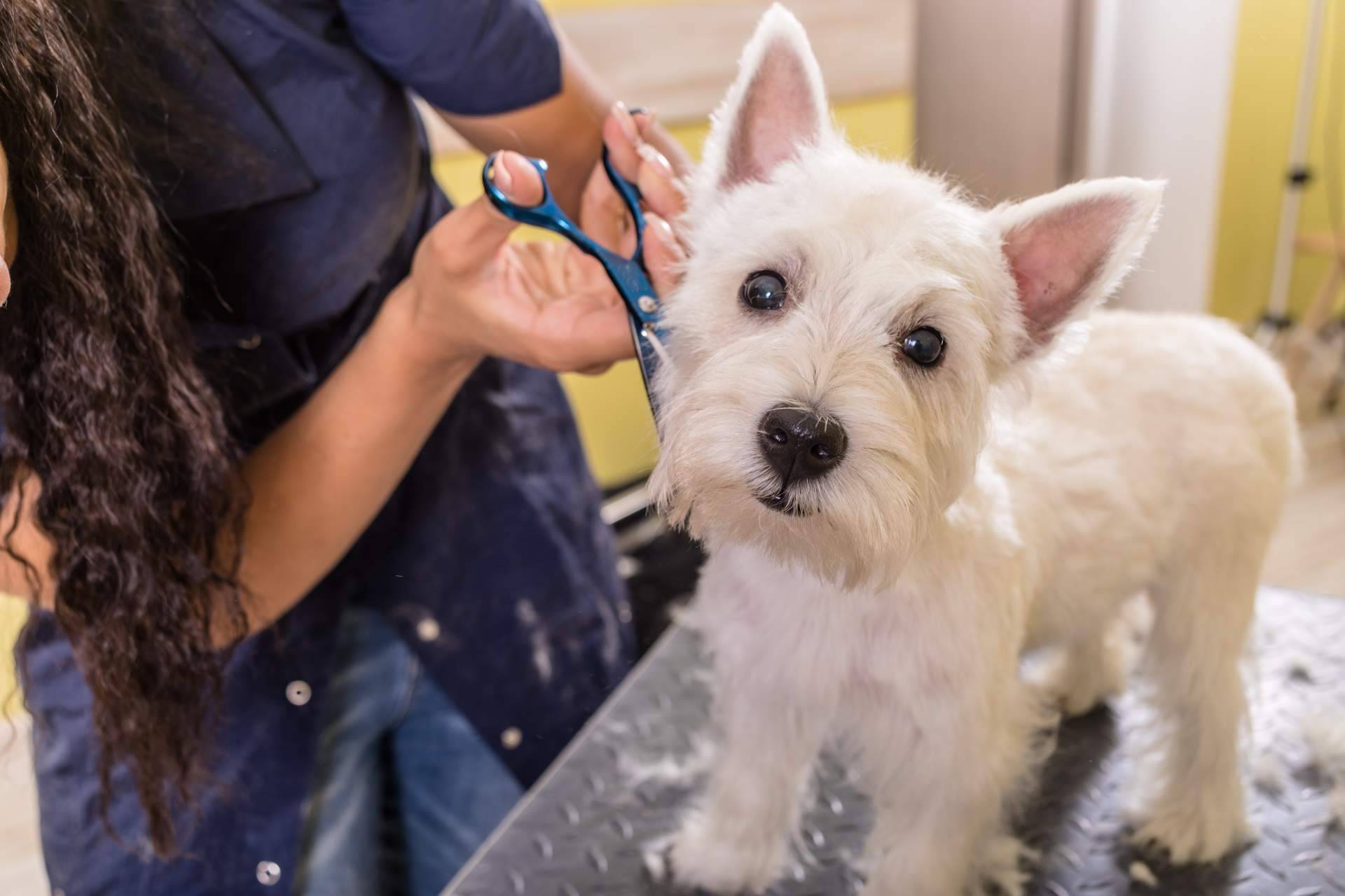 Los beneficios de contratar los servicios de una peluquería canina, por Perrukings