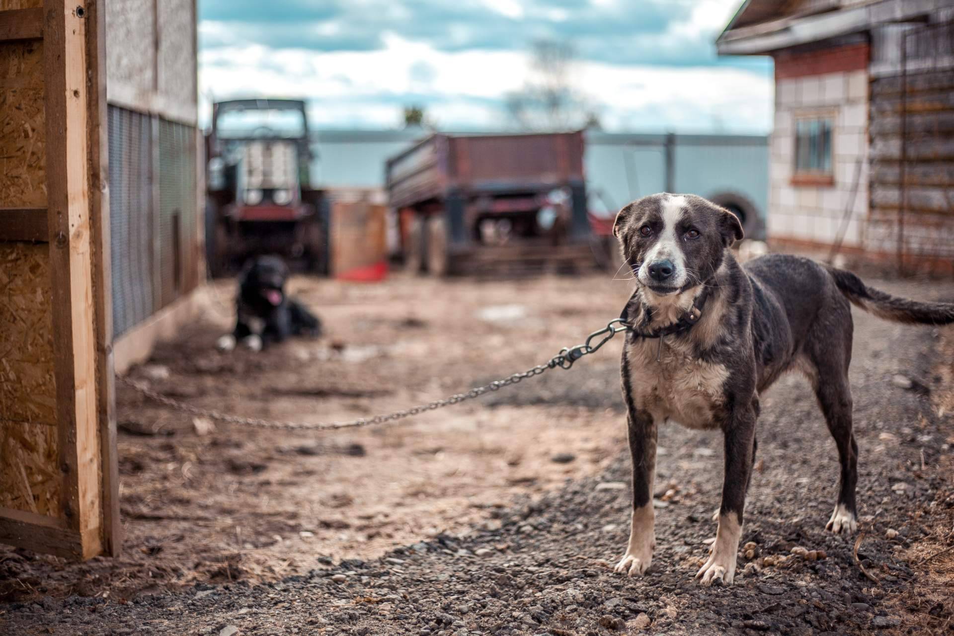 ¿Qué acciones se deben tomar para denunciar casos de maltrato animal?