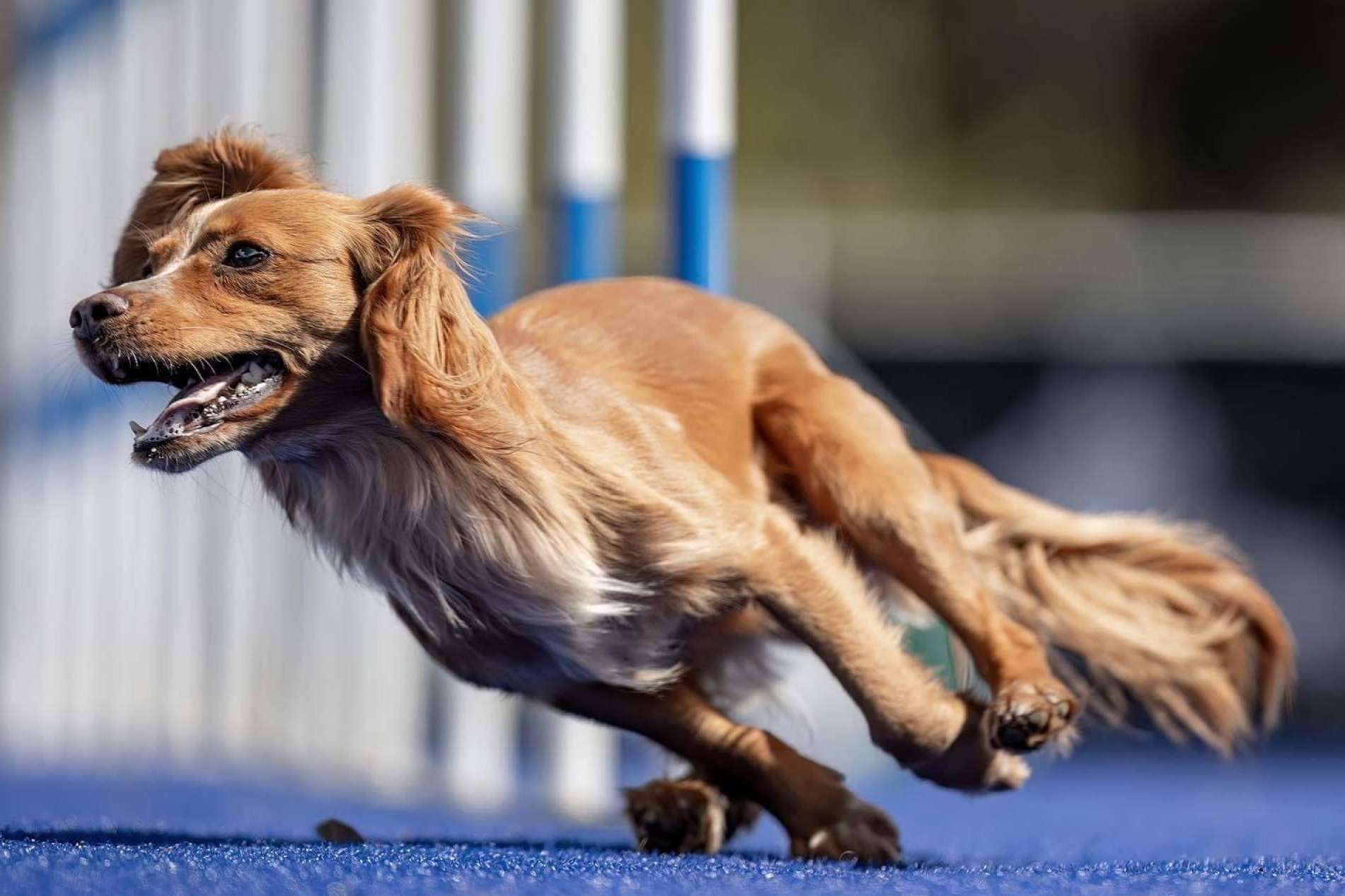 El campus en Barcelona L'Almozara Can Bosc ayuda a crear un vínculo con perros de razas fuertes
