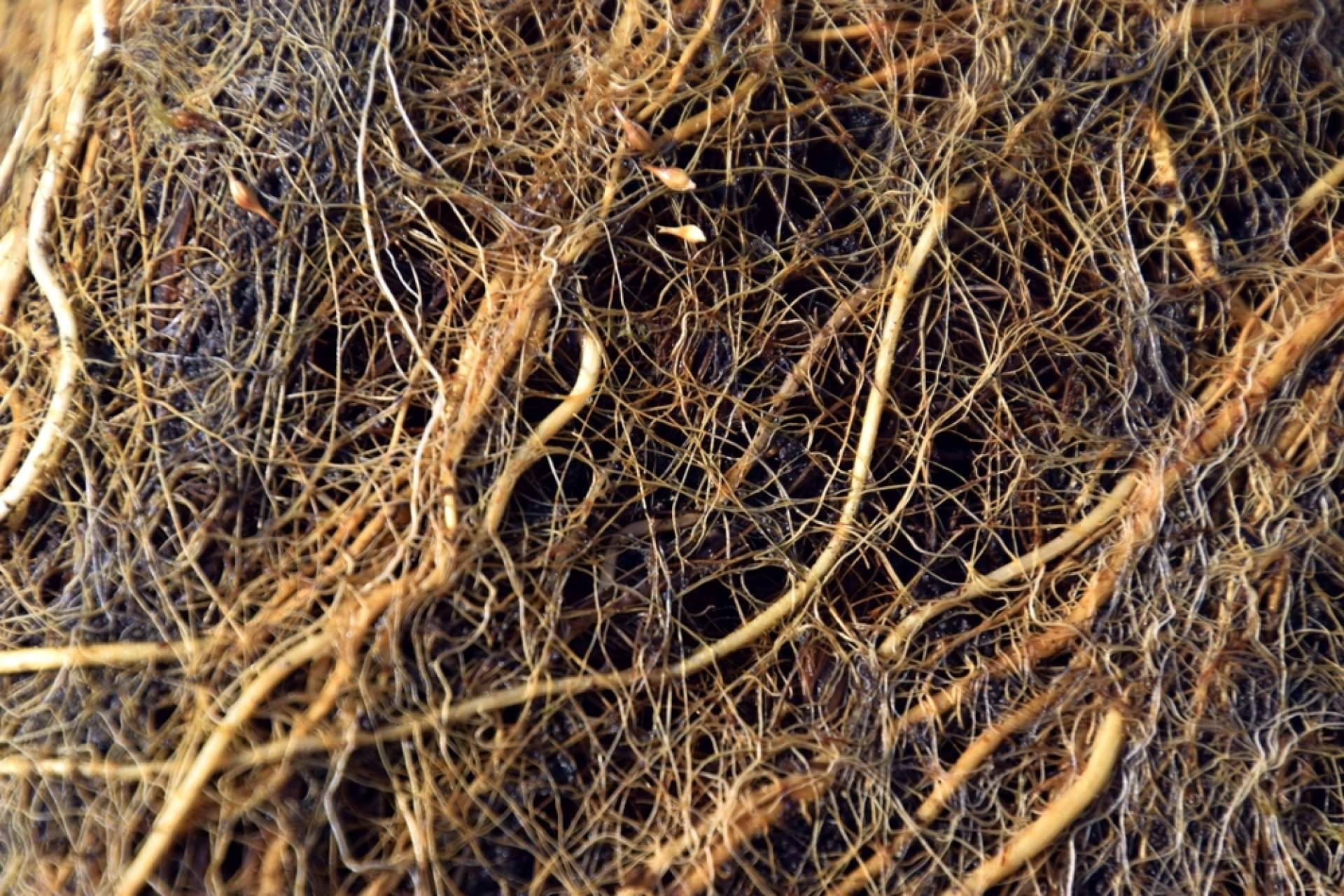Metaroots, el estimulador de raíces desarrollado por Upper Nutrients