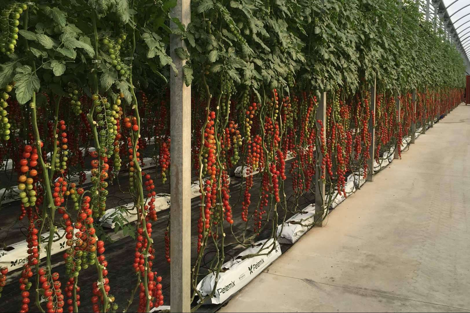 La solución definitiva para los productores comerciales de tomates de la mano de Pelemix