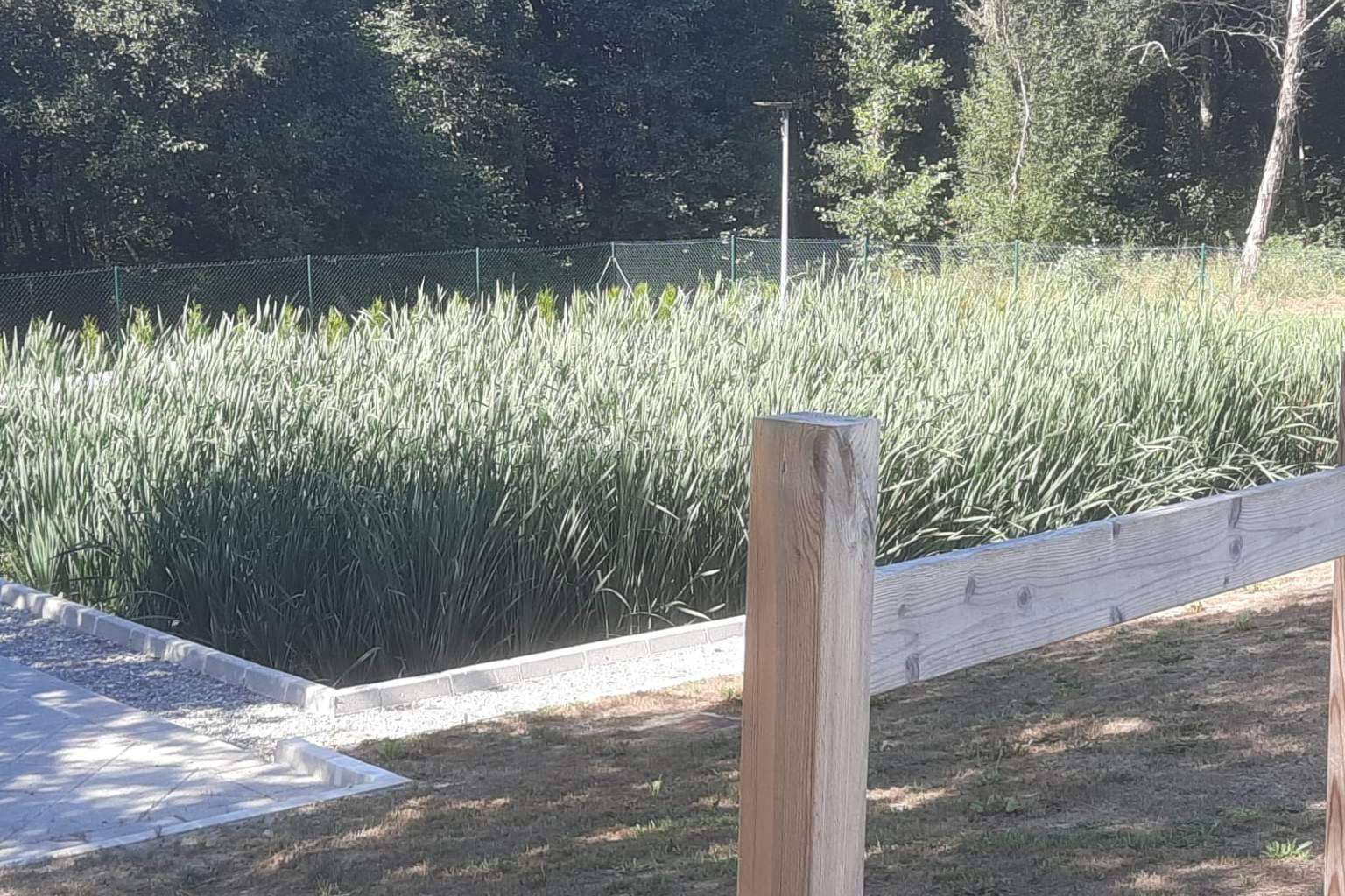 Los humedales como técnica medioambiental de reciclaje de aguas residuales, GoldProjects