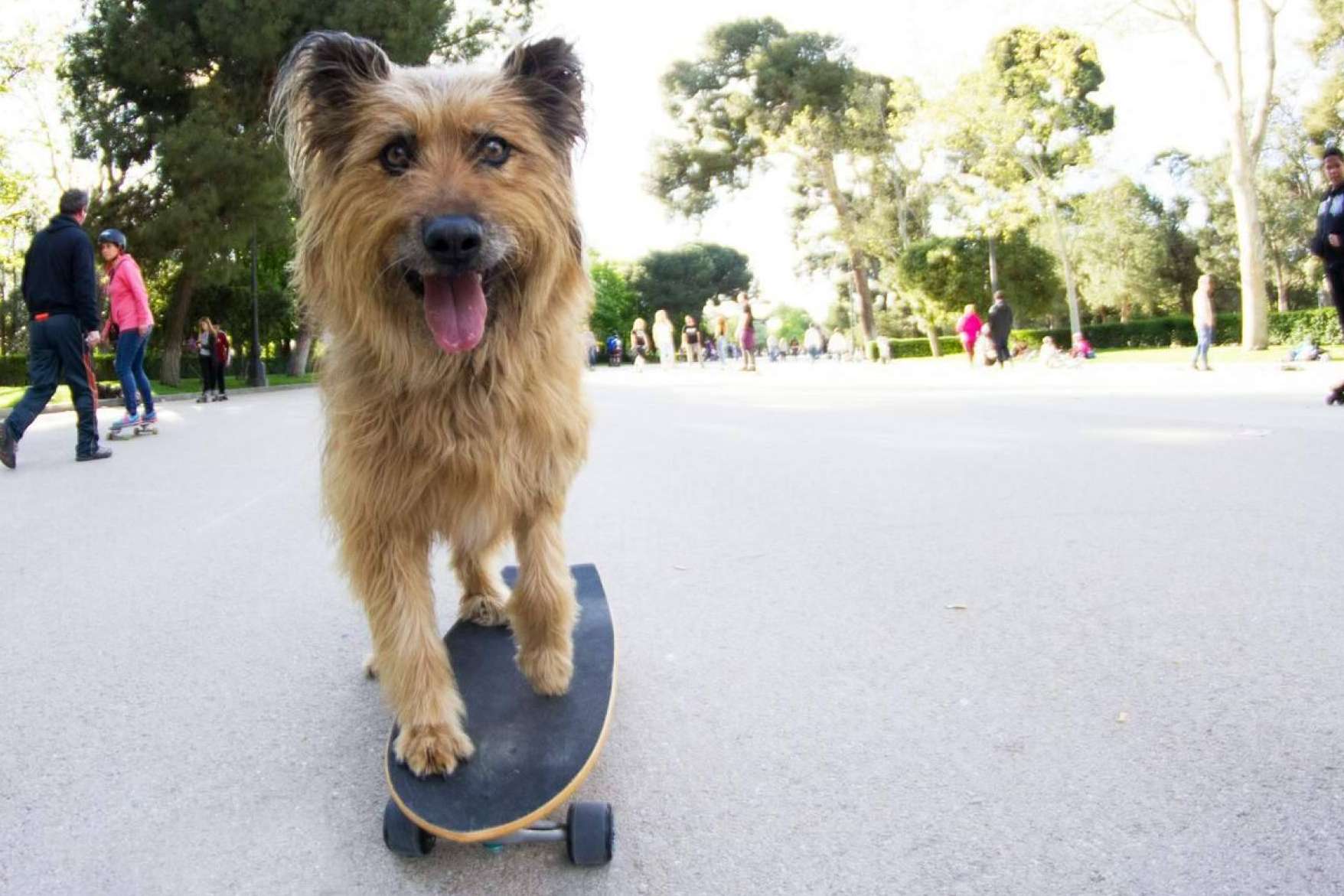 Amazdog se posiciona por 4° año consecutivo como líder de adopciones en España