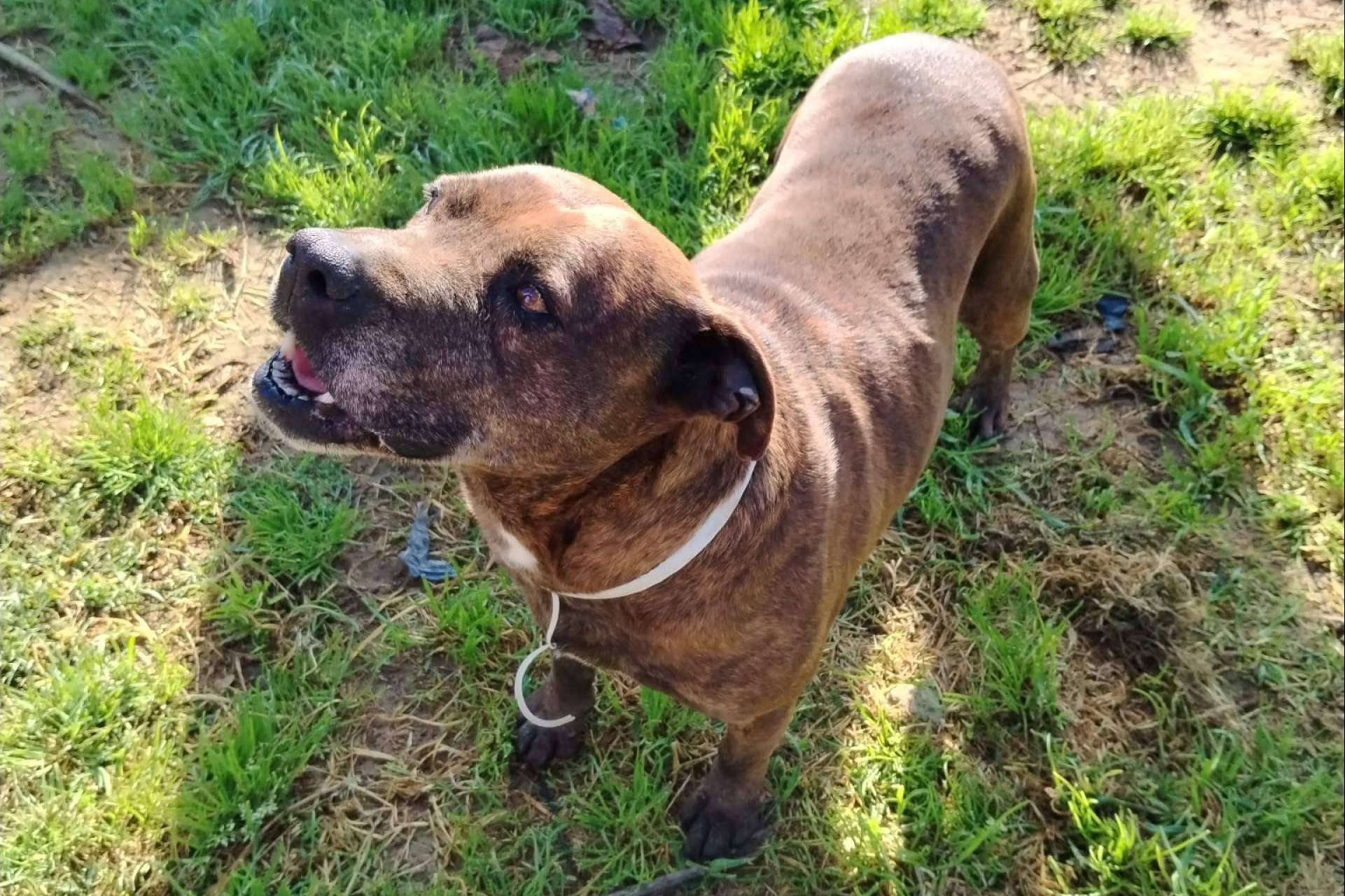 El rescate de animales maltratados, una labor que SOS Vidas mantiene pese a la falta de apoyo institucional