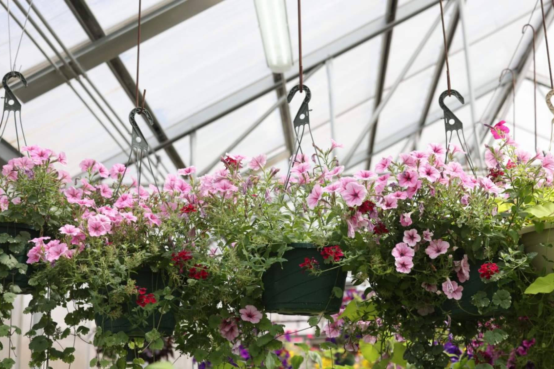 La Rosa De Oro consolida su propuesta entre los viveros en Sevilla con plantas de temporada